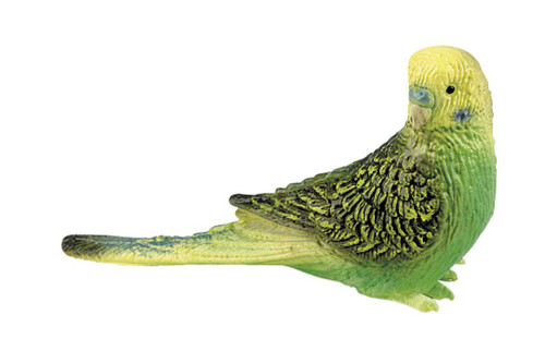 Budgie