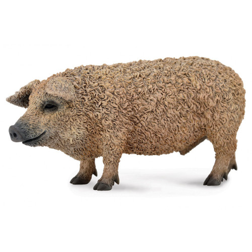Hungarian Pig