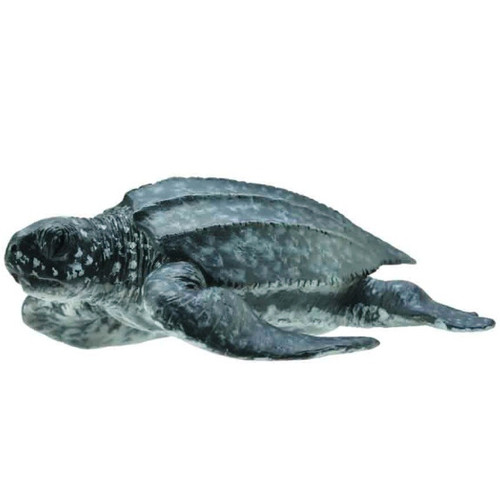 Leatherback Sea Turtle
