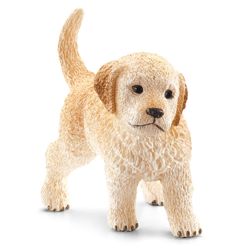Golden Retriever Puppy 2014