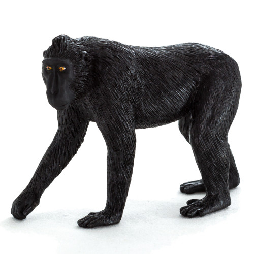 Black Crested Macaque