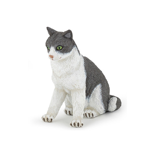 Cat Sitting Down