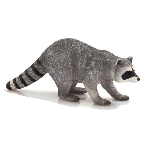 Raccoon