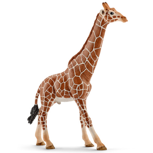 Giraffe Male