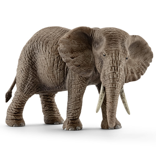 Elephant African Female