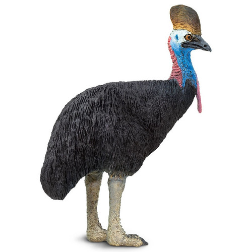 Cassowary Safari