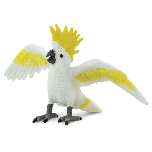 Cockatoo