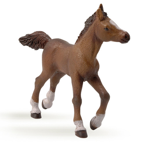 Anglo Arab Foal