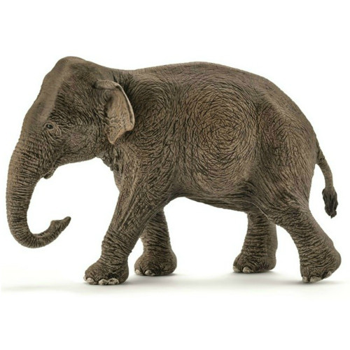 Asian Elephant Cow