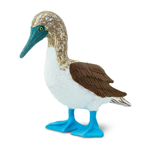 Blue Footed Booby Safari