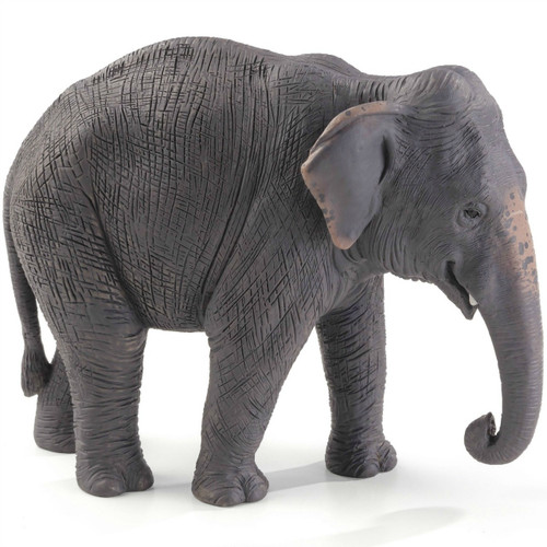 Indian Elephant