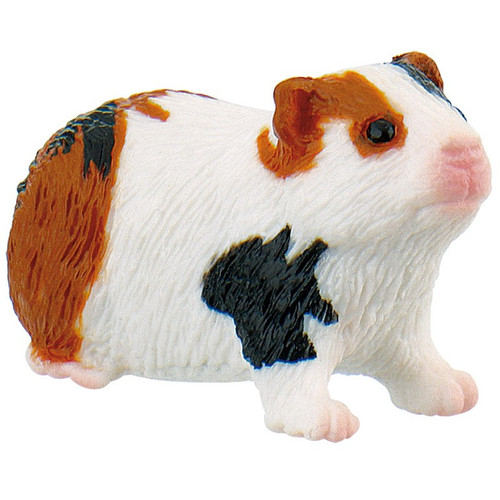 Guinea Pig