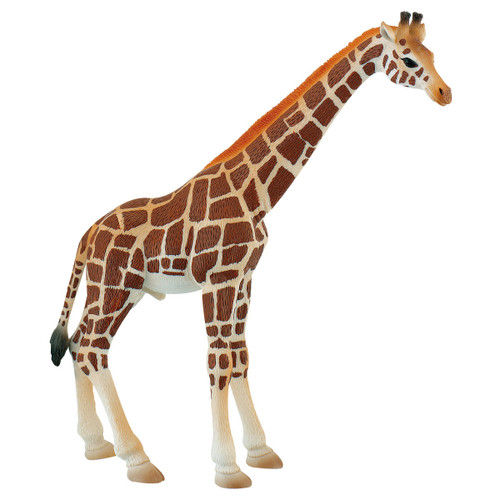 Giraffe Bull