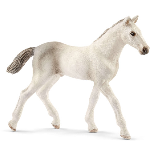 Holsteiner Foal