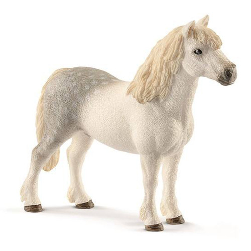Welsh Pony Stallion