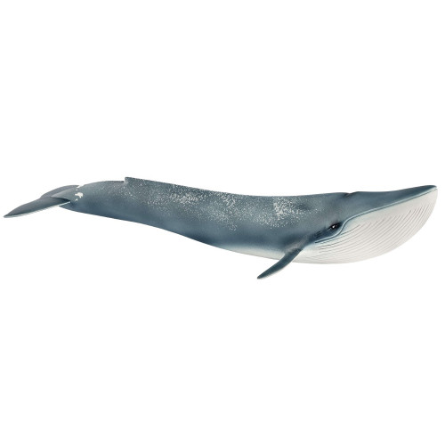 Blue Whale 2018