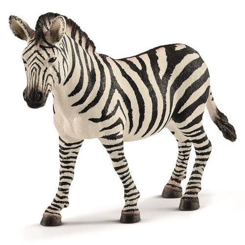 Zebra Mare 2018