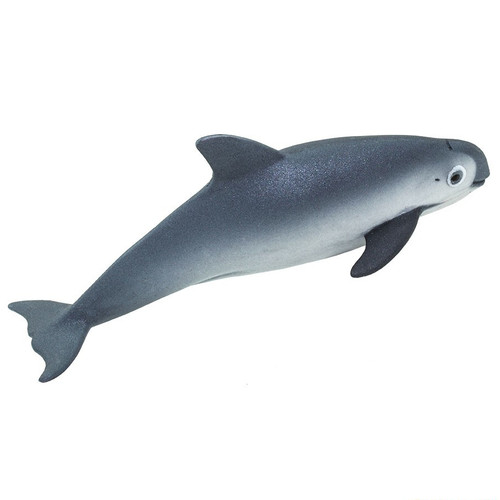 Vaquita Porpoise