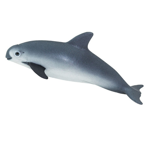 Vaquita Porpoise
