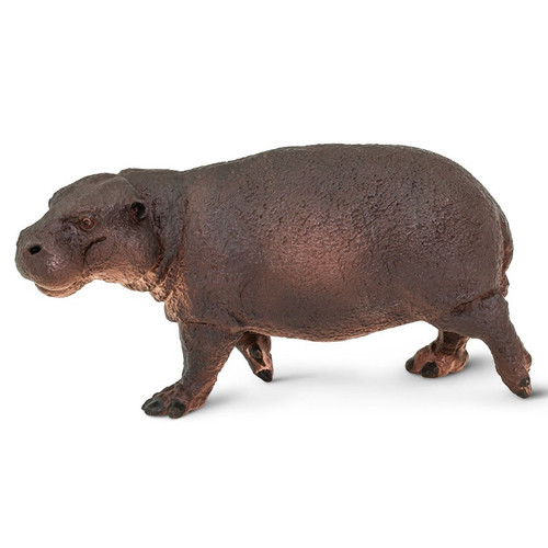 Pygmy Hippo