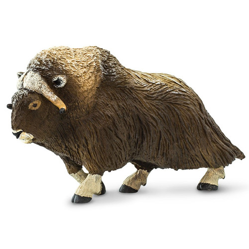 Muskox