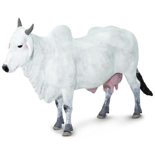 Ongole Cow