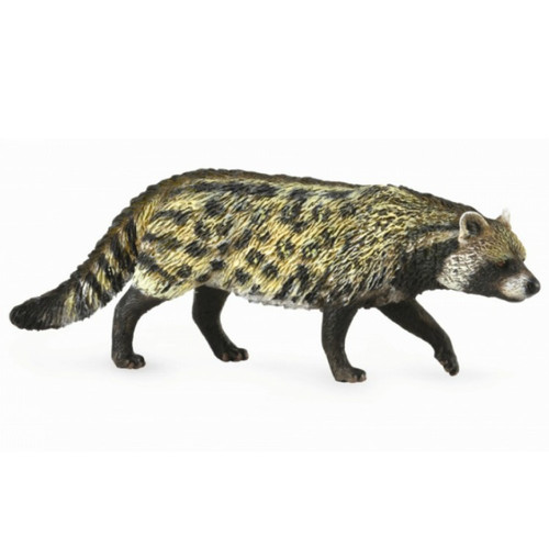 African Civet