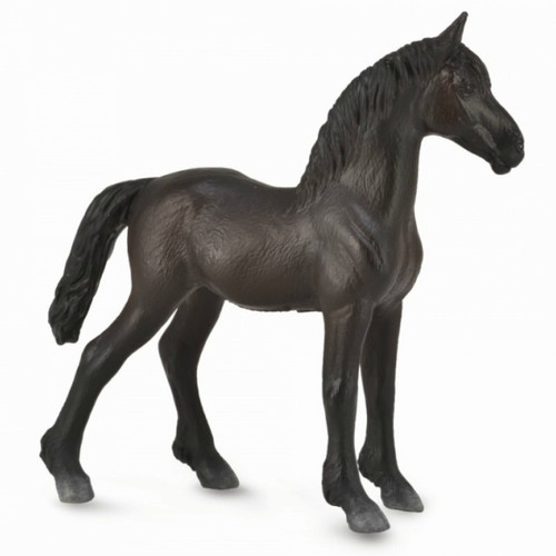 Friesian Foal