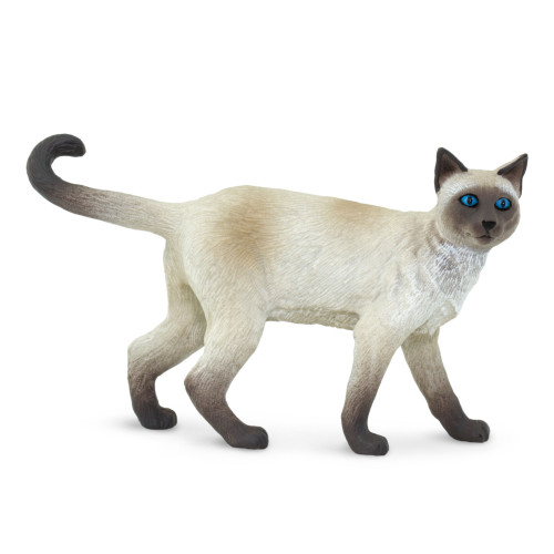 Siamese Cat