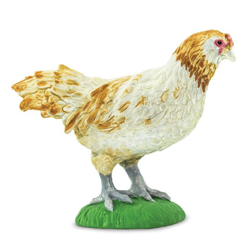 Ameraucana Chicken