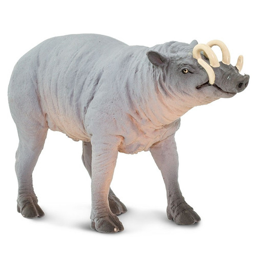 Babirusa