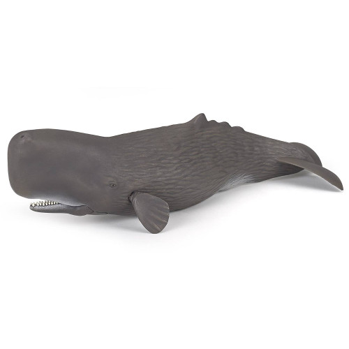 Sperm Whale 2018