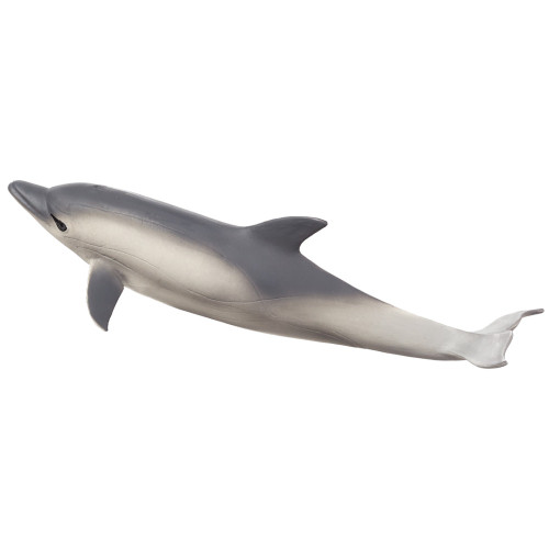 Common Dolphin