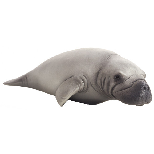 Manatee Mojo