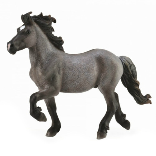 Icelandic Stallion Blue Dun