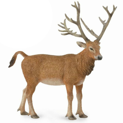 Pere David's Deer
