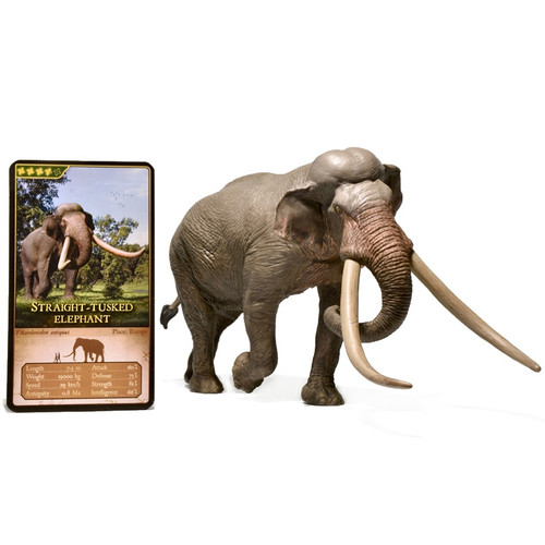 Straight-Tusked Elephant