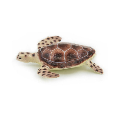 Green Turtle SN