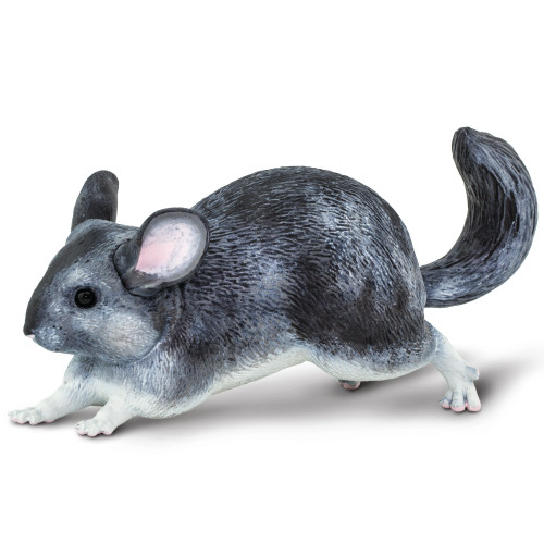 Chinchilla