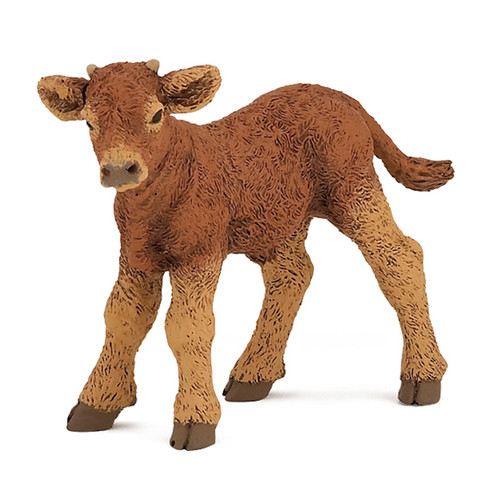 Limousin Calf