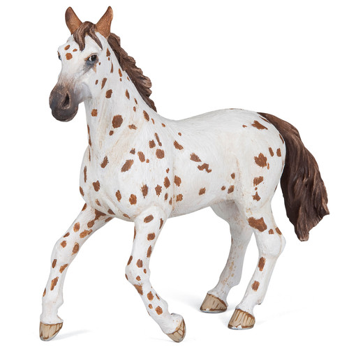 Appaloosa Mare