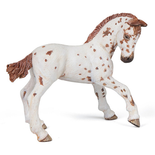 Appaloosa Foal