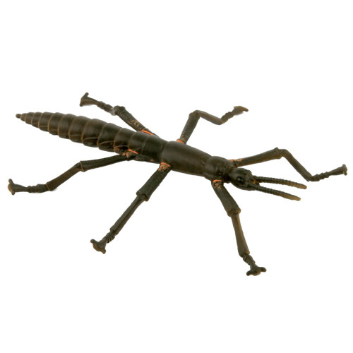 Science and Nature Lord Howe Island Stick Insect 75348 ...