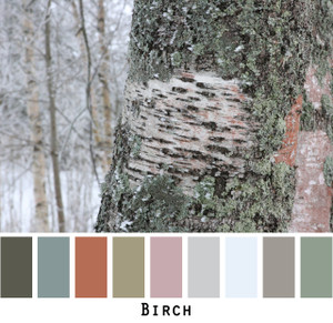 Birch - sage black steel blue grey dusty mauve tones of birch bark colors for blue eyes, green eyes, brown eyes, blonde hair, brunette, redhead, black hair, gray hair - photo by Inese Iris Liepina, Wrapture by Inese