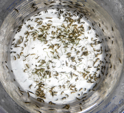 Live Amphipods Cultures.