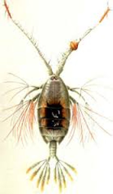 Buy Live Copepods as food for fish and corals.