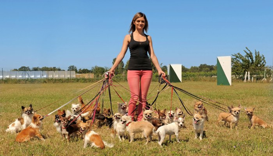 Fanny Pack For Dog Walkers: Perfect for Treats, Walking and Fun