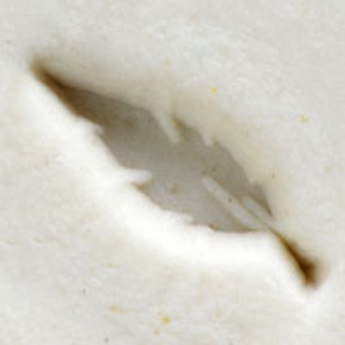 Feather Stamp