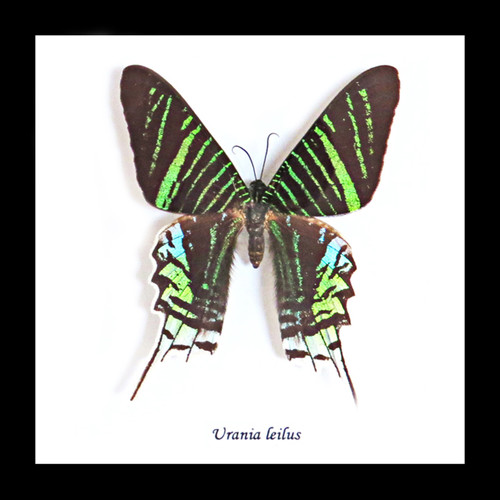 urania black singles Urania and butterfly, moth or dragonfly (urania riphaeus) having one unania sunset moth with one of our other electronic moving butterflies, dragonflies or moths is a wonderful start. urania black singles Urania and butterfly, moth or dragonfly (urania riphaeus) having one unania sunset moth with one of our other electronic moving butterflies, dragonflies or moths is a wonderful start.