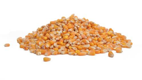 Small Yellow Corn